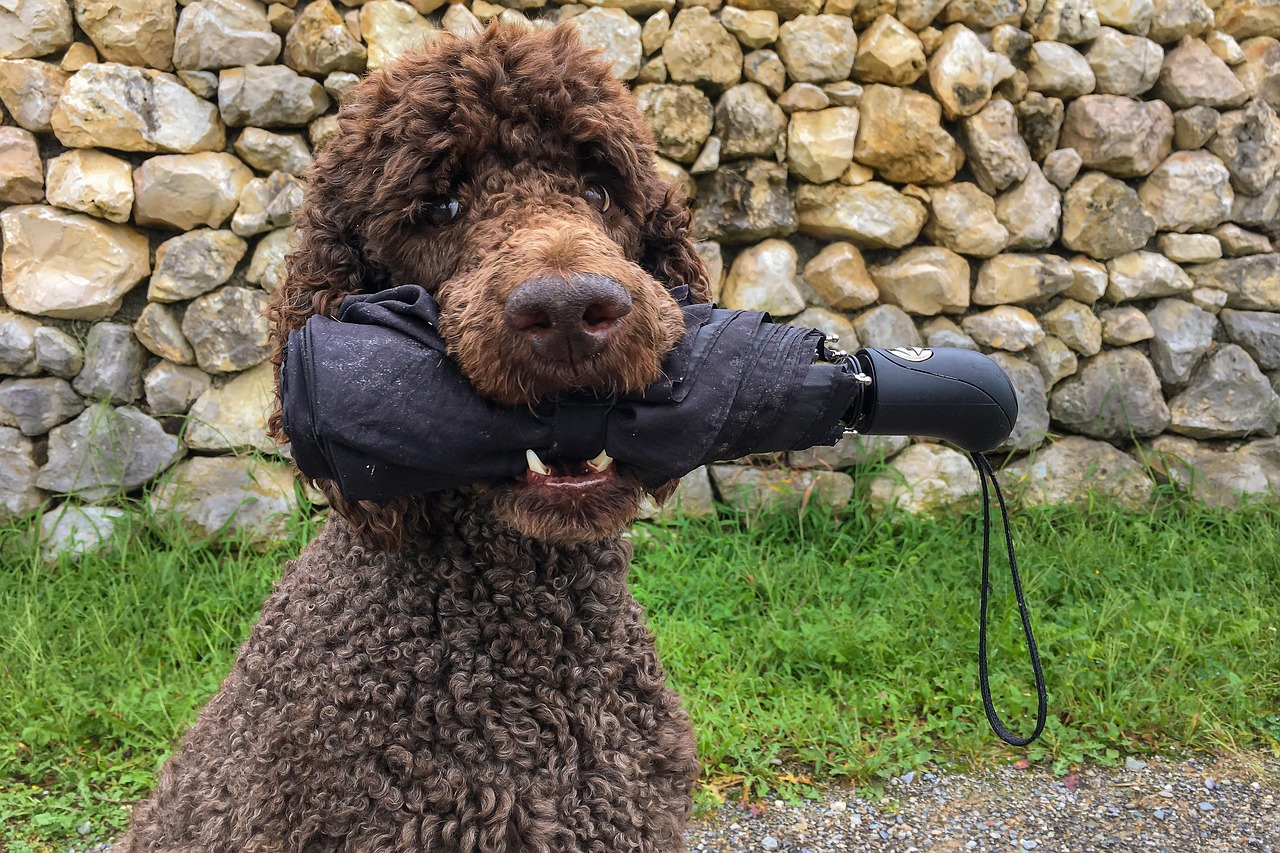king poodle, poodles, poodle, animal, dog, domestic animal, umbrella, maul, pet, teeth, purebred, nature, wildlife, fun